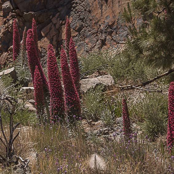 tower of jewels (Echium wildpretii) plant — close-up photo