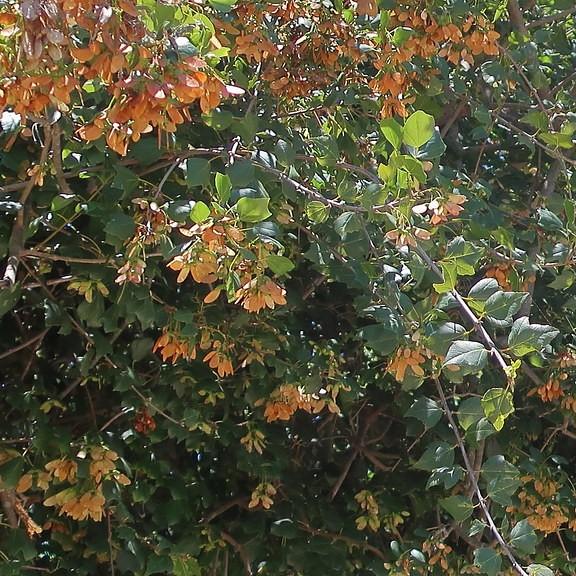 trident maple (Acer buergerianum) plant — close-up photo
