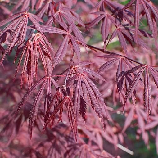Trompenburg Japanese Maple* (Acer palmatum 'Trompenburg') plant — close-up photo