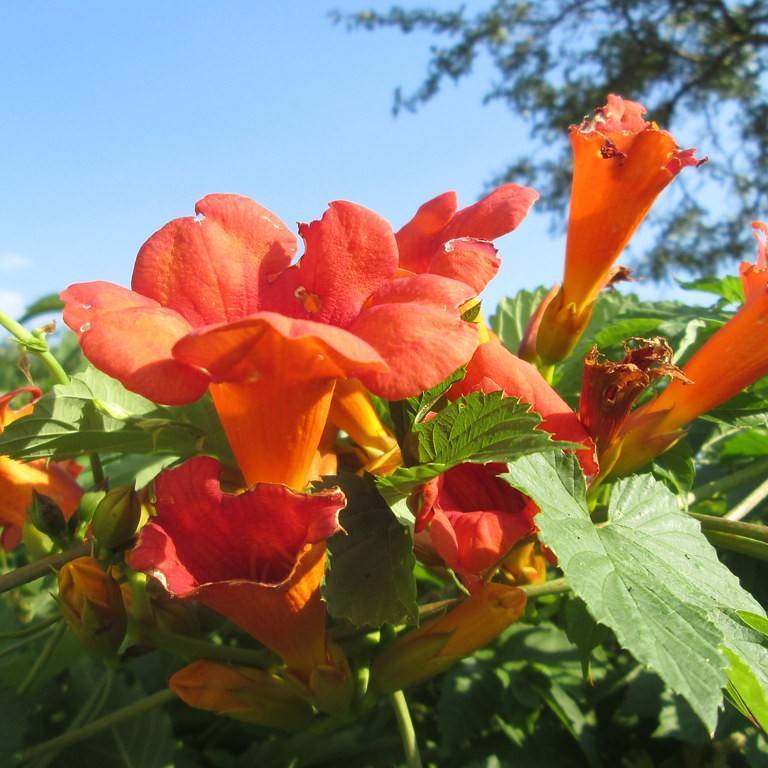 trumpet creeper (Campsis tagliabuana) plant — close-up photo