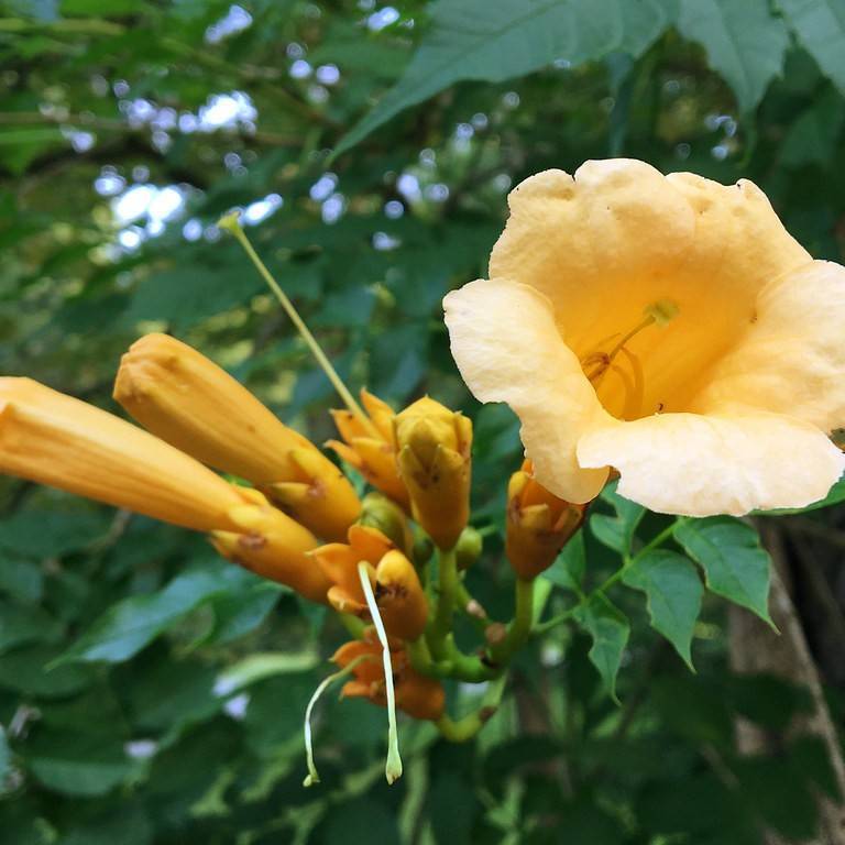 trumpetcreeper (Campsis radicans 'Apricot') plant — close-up photo
