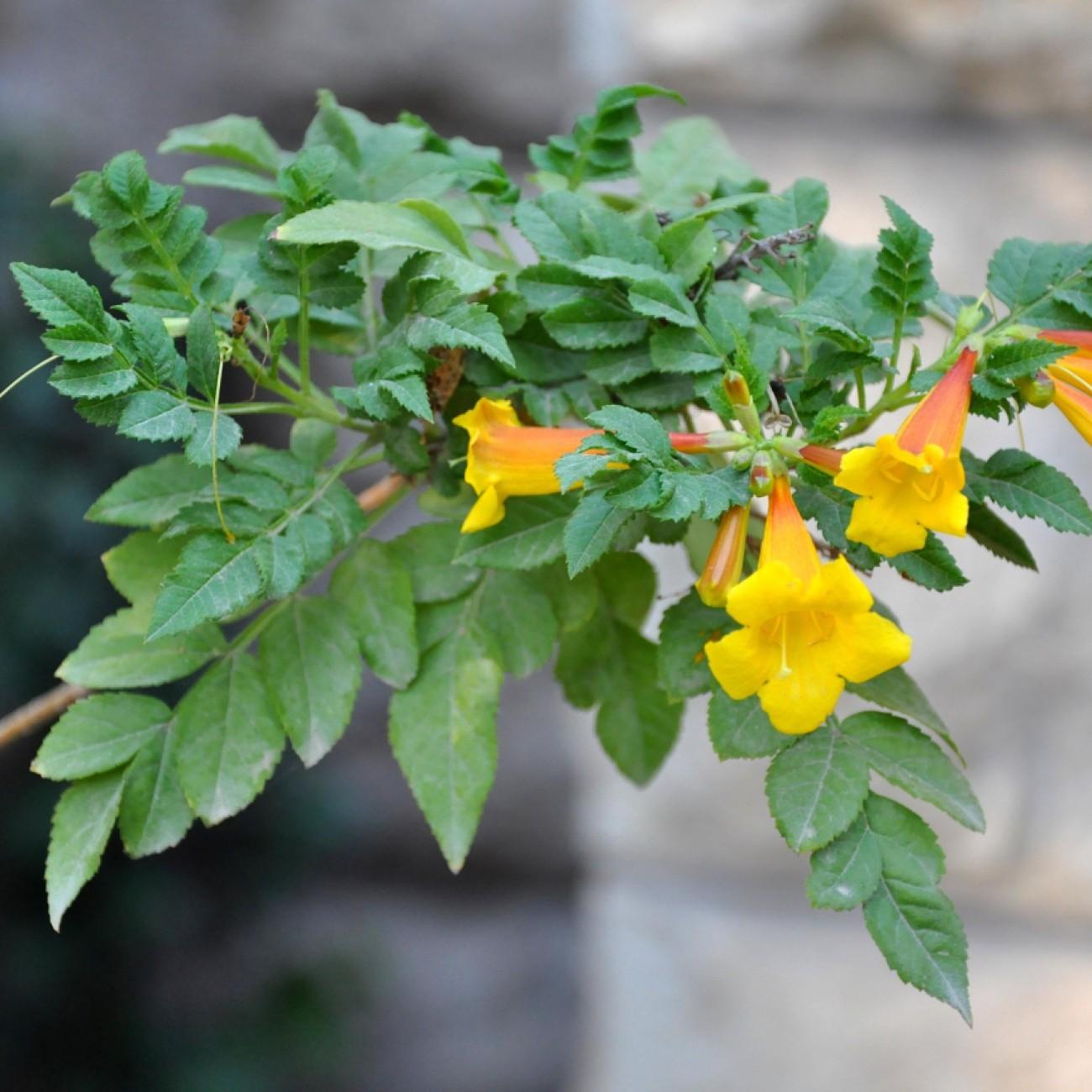 trumpetcreeper (Campsis radicans f. flava) plant — close-up photo