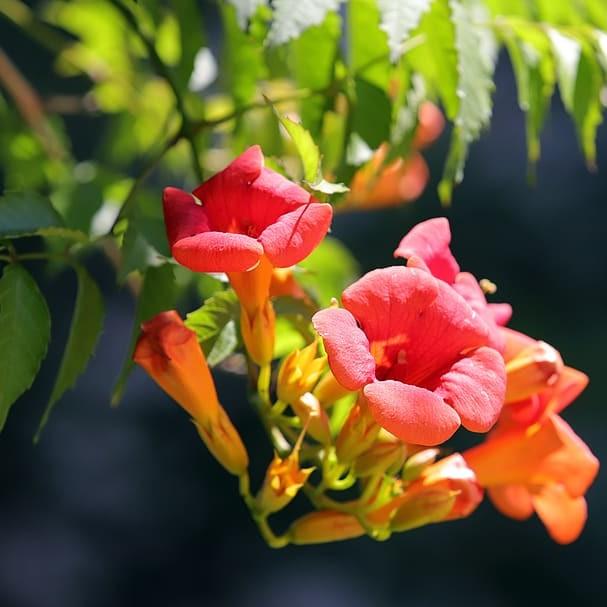 trumpetcreeper (Campsis radicans 'Indian Summer') plant — close-up photo