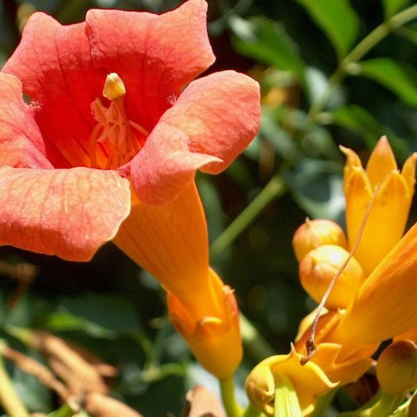 trumpetcreeper (Campsis radicans) plant — close-up photo