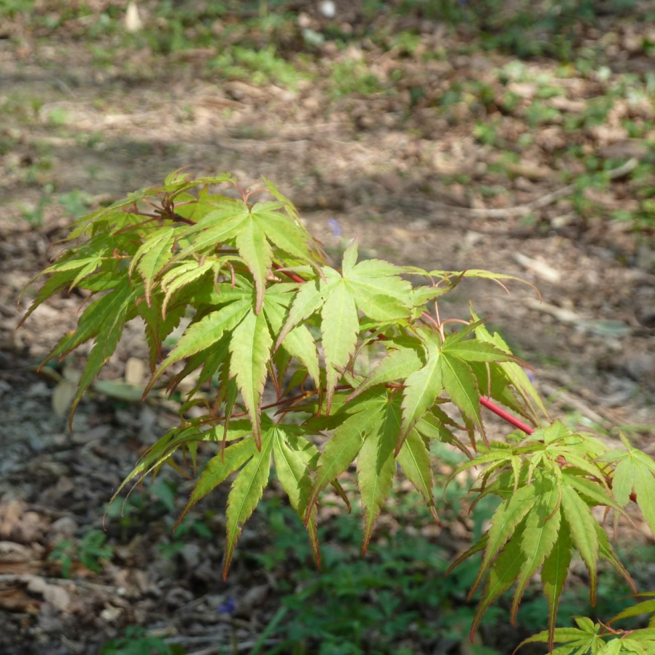 Tsukasa Silhouette Japanese Maple* (Acer palmatum 'Tsukasa Silhouette') plant — close-up photo