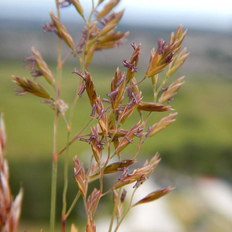 tufted fescue (Festuca amethystina 'Klose') plant — close-up photo