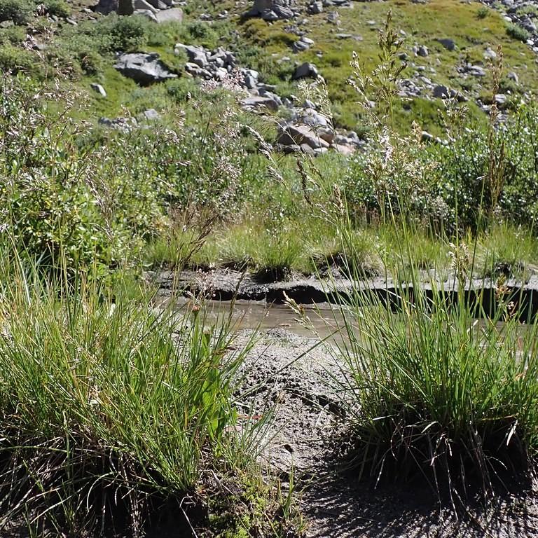 tufted hair grass (Deschampsia cespitosa) plant — close-up photo
