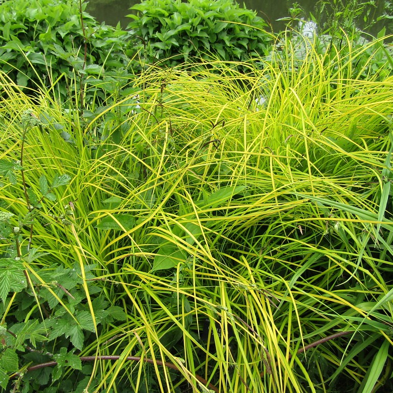 tufted sedge (Carex elata) plant — close-up photo