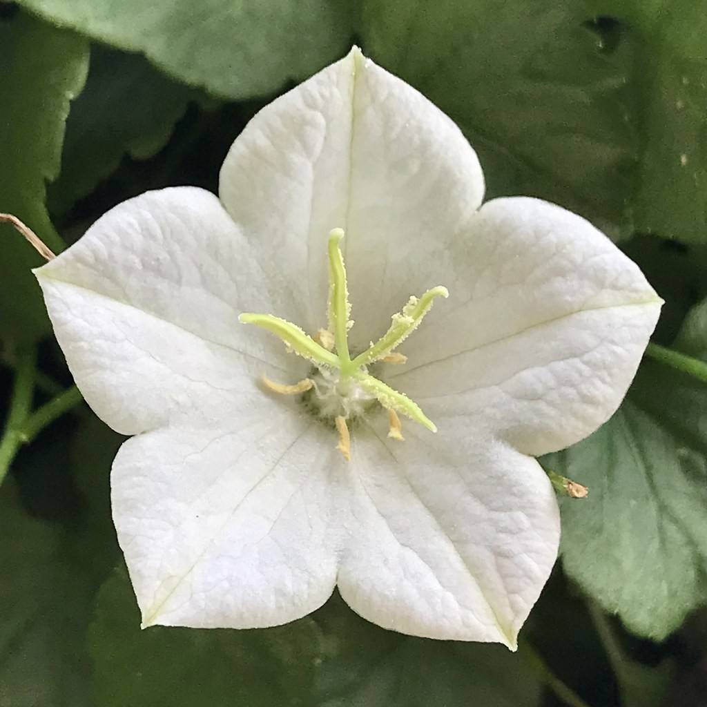 tussock bellflower (Campanula carpatica f. alba 'Weisse Clips' WHITE CLIPS) plant — close-up photo