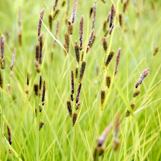 tussock sedge (Carex stricta) plant — close-up photo