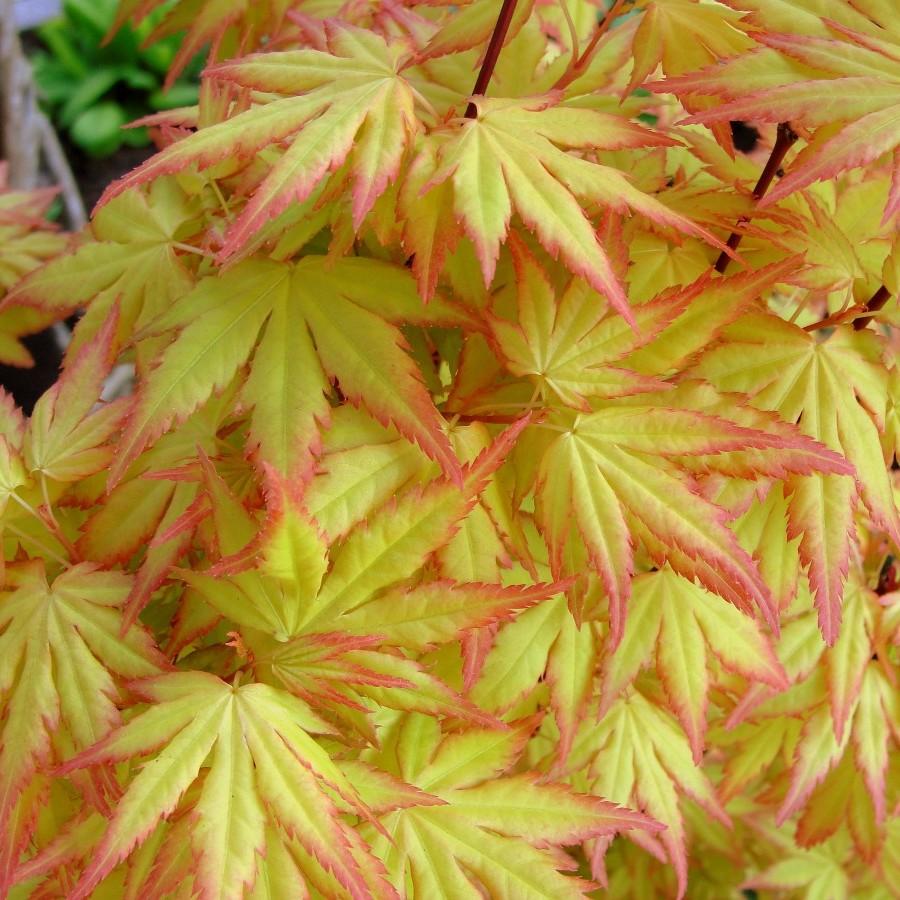 Ueno Homare Japanese Maple (Acer palmatum 'Ueno Homare') plant — close-up photo
