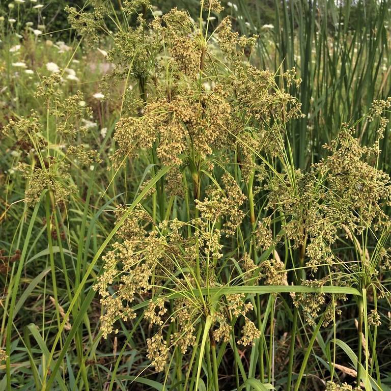 umbrella plant (Cyperus involucratus 'Baby Tut') plant — close-up photo