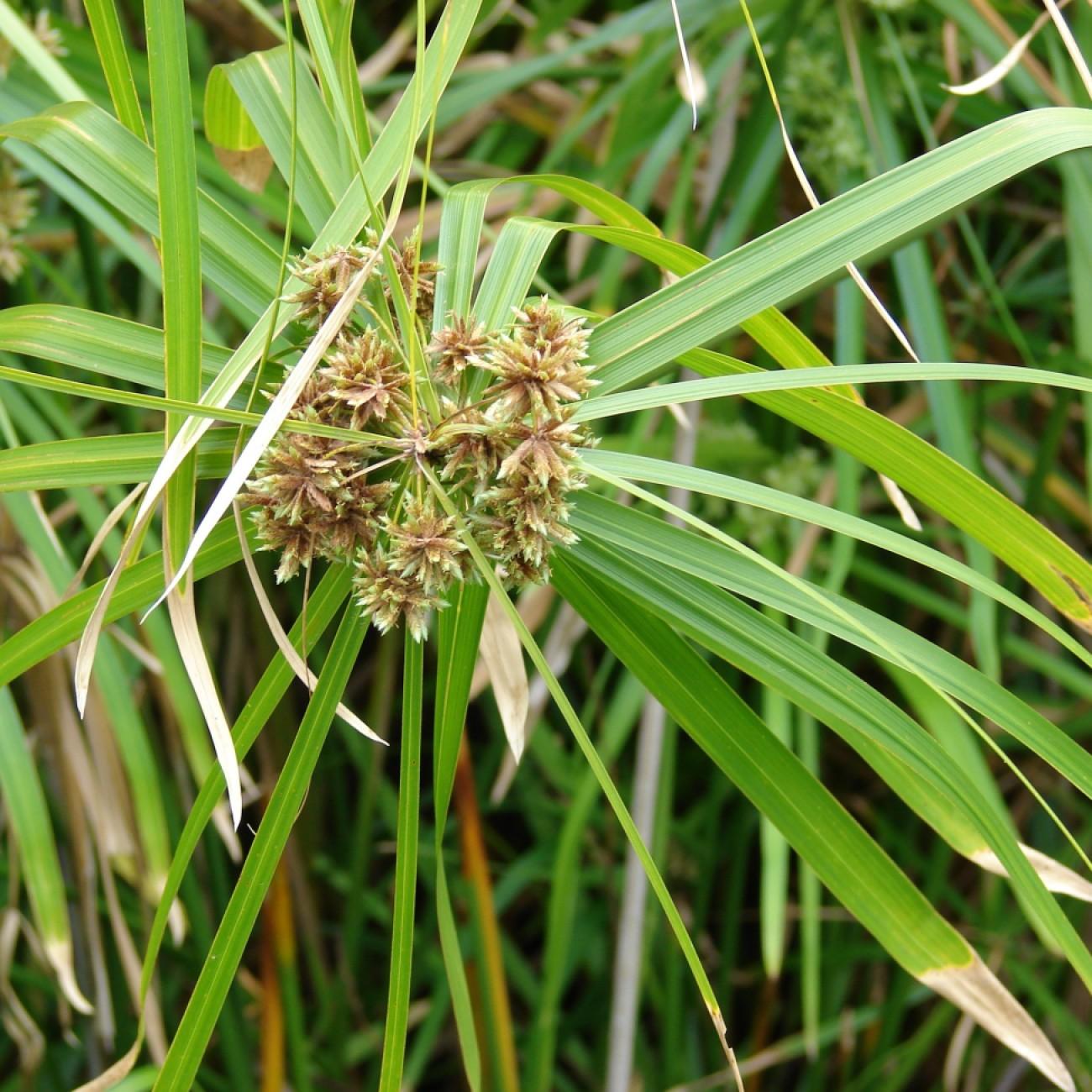 umbrella plant (Cyperus involucratus 'Gracilis') plant — close-up photo