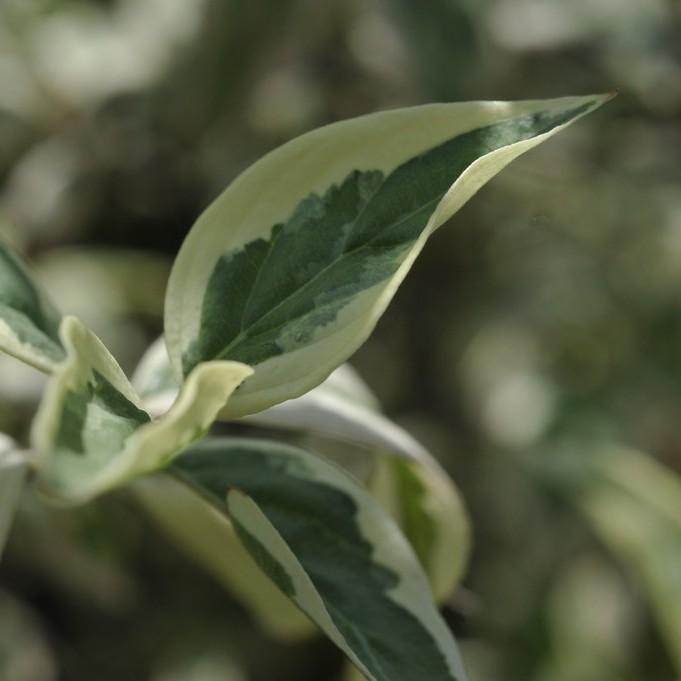 Variegated Cornelian Cherry Dogwood (Cornus mas 'Variegata') plant — close-up photo
