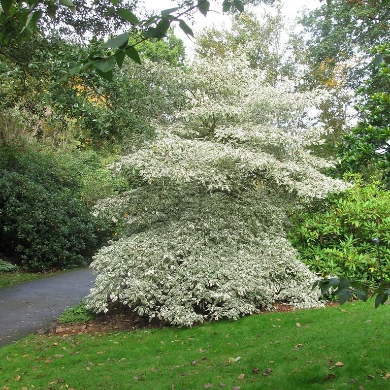 Variegated Giant Dogwood (Cornus controversa 'Variegata') plant — close-up photo