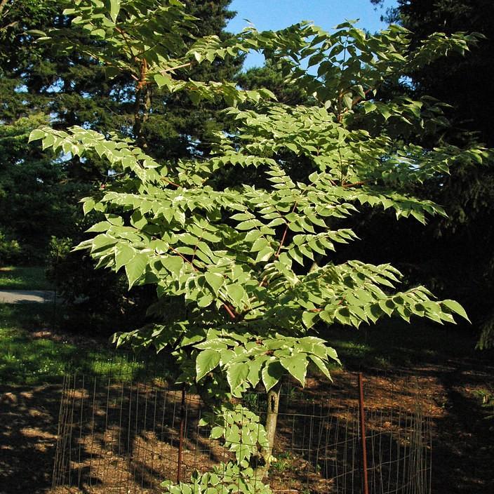 Variegated Japanese Angelica Tree (Aralia elata 'Variegata') plant — close-up photo