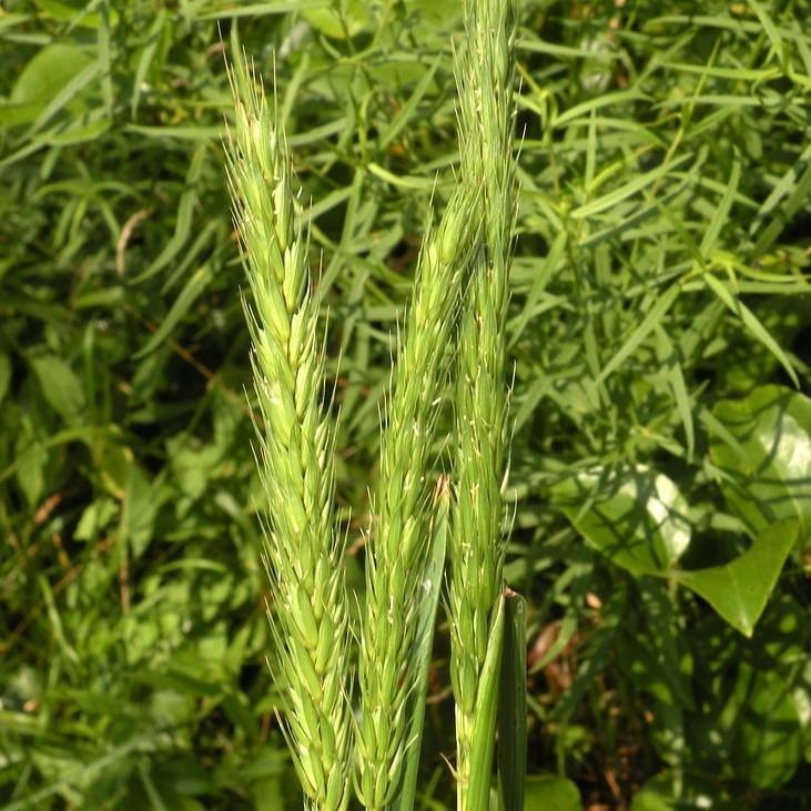 Virginia wild rye (Elymus virginicus) plant — close-up photo