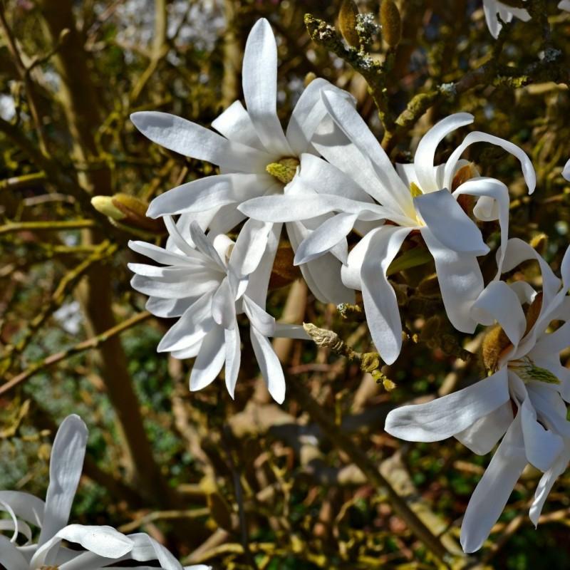 Wada's Memory Magnolia (Magnolia kobus 'Wada's Memory') plant — close-up photo