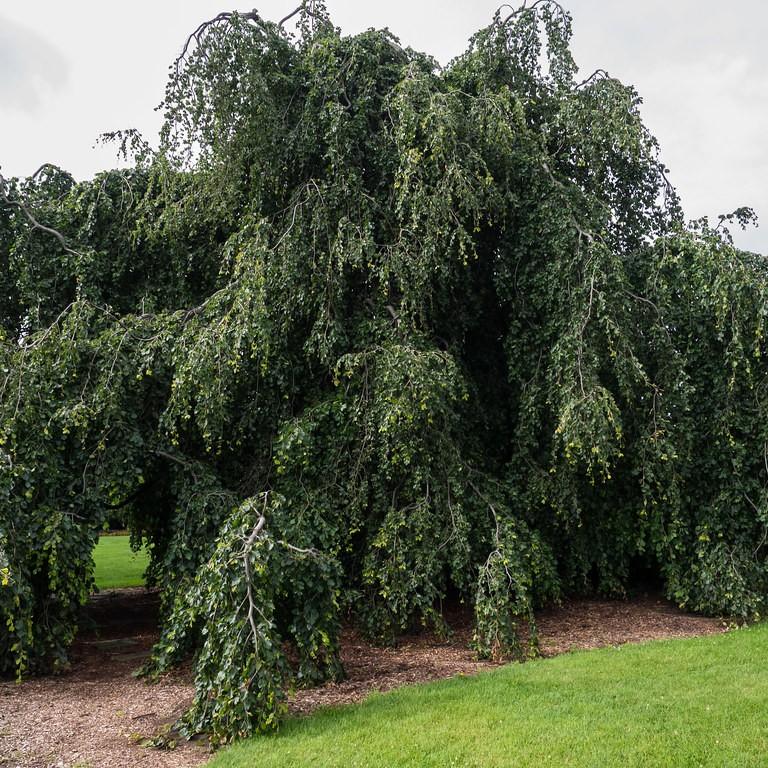 Weeping Beech (Fagus sylvatica 'Pendula') plant — close-up photo