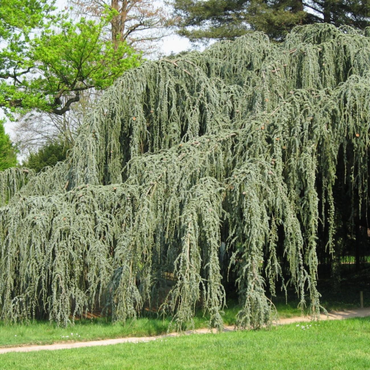 Weeping Cedar of Lebanon (Cedrus libani 'Pendula') plant — close-up photo