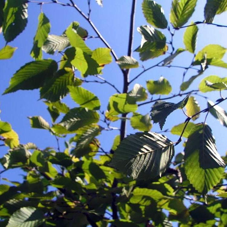 Weeping European Hornbeam (Carpinus betulus 'Pendula') plant — close-up photo