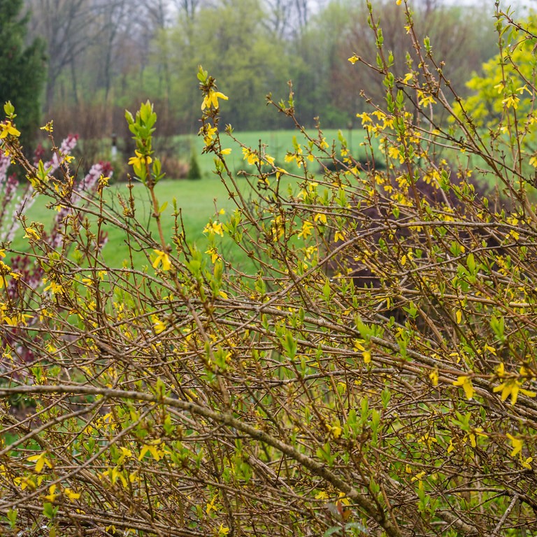 weeping forsythia (Forsythia suspensa) plant — close-up photo