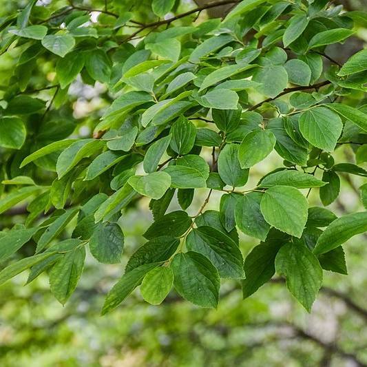 weeping Japanese hackberry (Celtis sinensis 'Green Cascade') plant — close-up photo