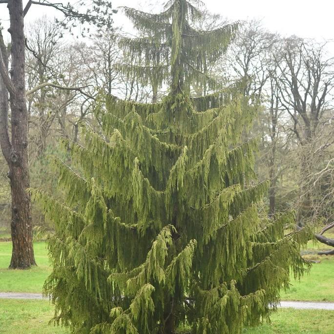 Weeping Nootka Cypress (Chamaecyparis nootkatensis 'Pendula') plant — close-up photo