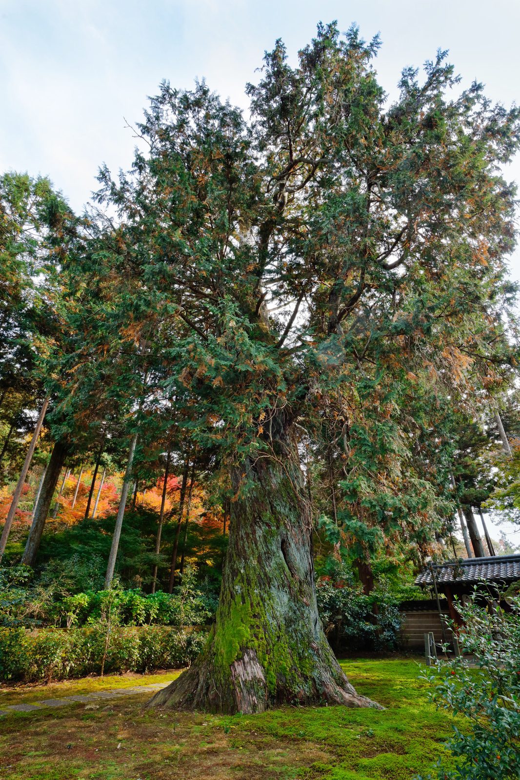 Well's Special Hinoki Falsecypress (Chamaecyparis obtusa 'Well's Special') plant — close-up photo