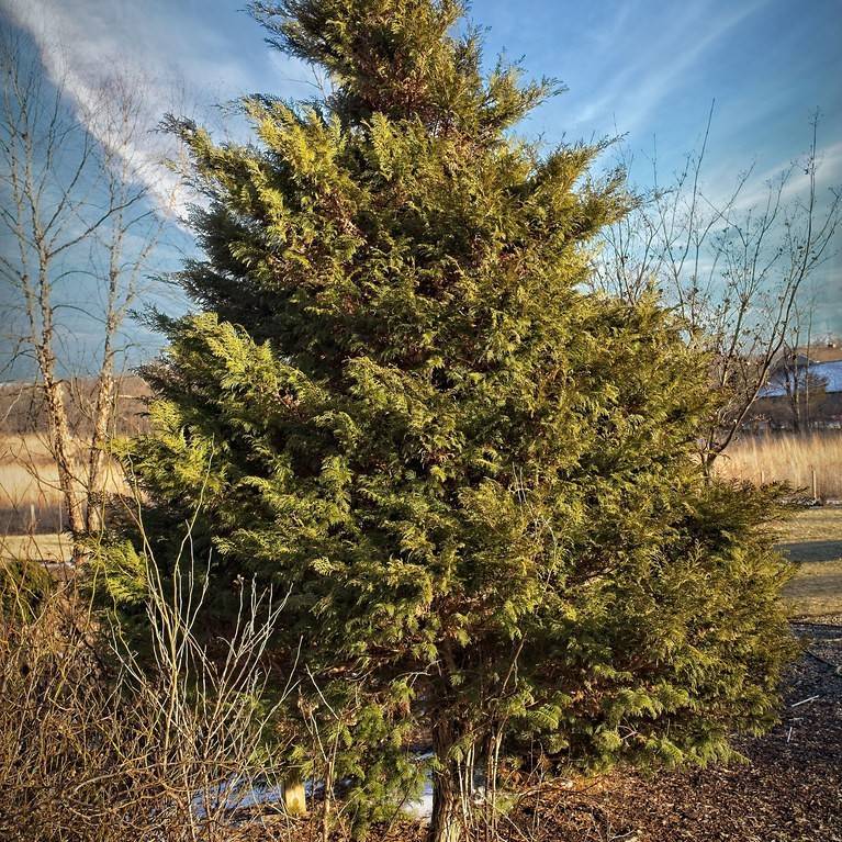 white cypress (Chamaecyparis thyoides 'Shiva') plant — close-up photo