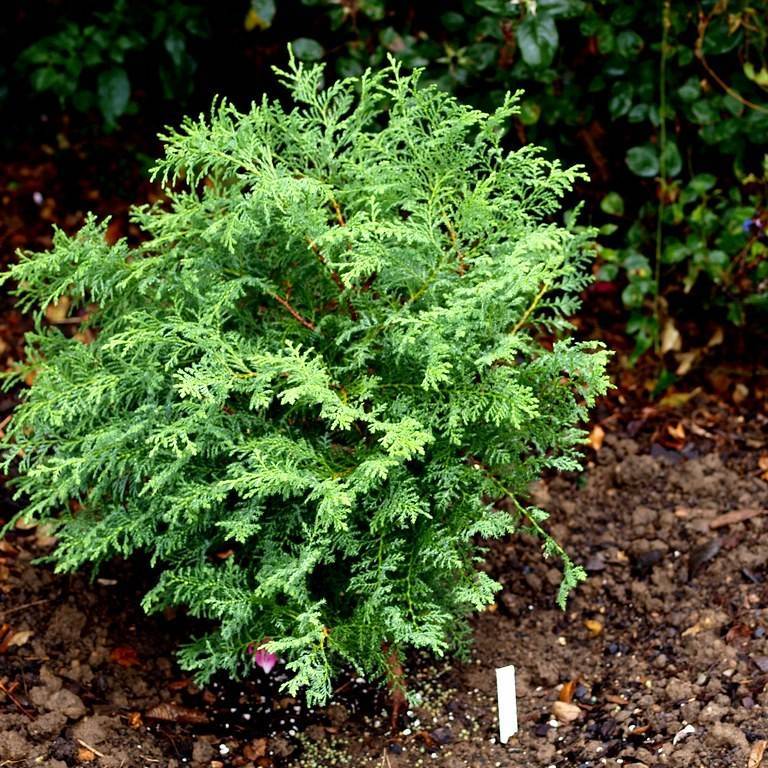 white cypress (Chamaecyparis thyoides 'Heatherbun') plant — close-up photo