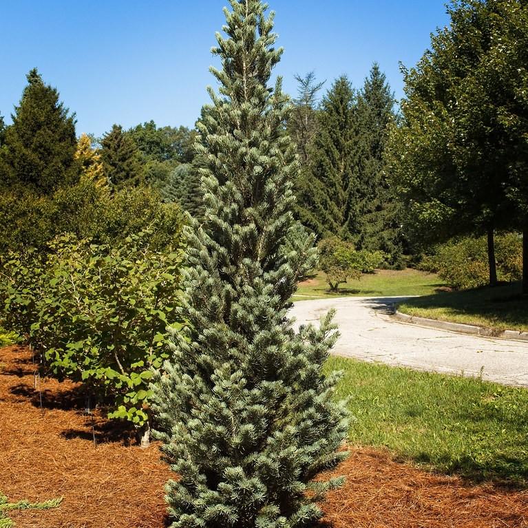 White Fir (Abies concolor) plant — close-up photo