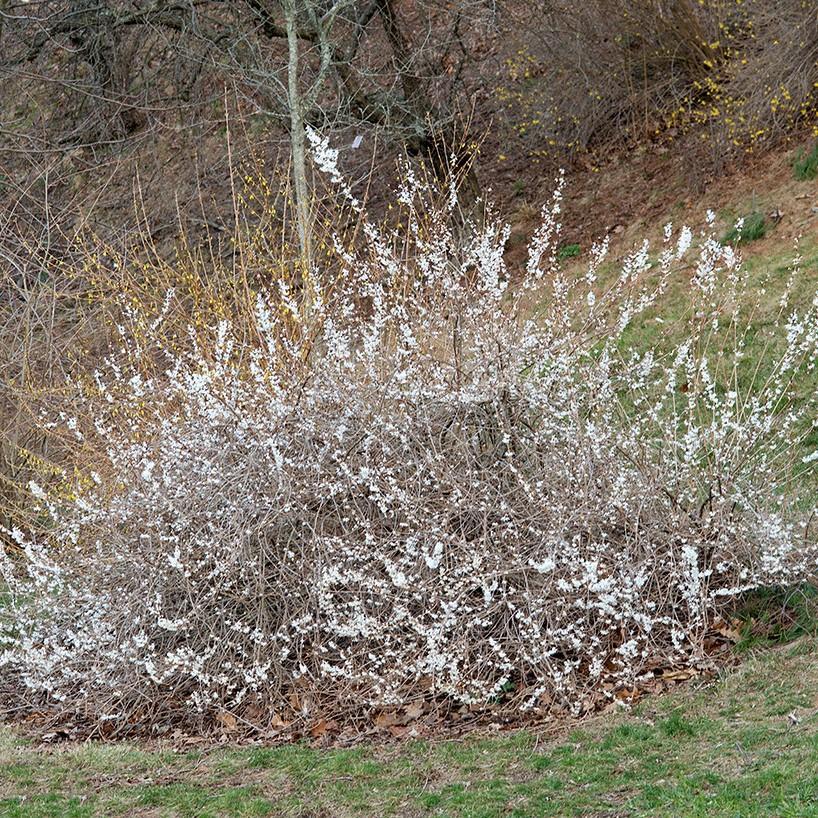 white forsythia (Abeliophyllum distichum) plant — close-up photo