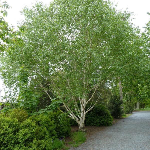 Whitebark Himalayan Birch (Betula utilis 'var. jacquemontii') plant — close-up photo