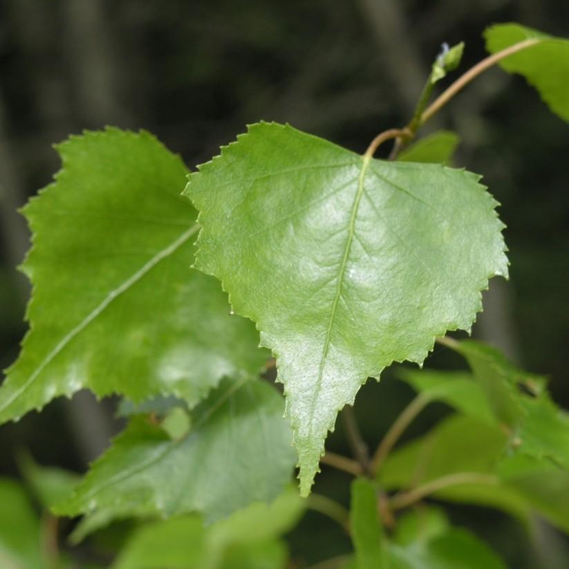 Whitespire Birch (Betula populifolia 'Whitespire') plant — close-up photo