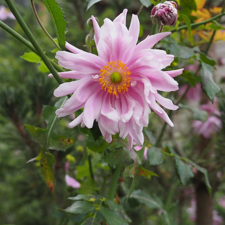 windflower (Anemone hybrida 'Königin Charlotte' QUEEN CHARLOTTE) plant — close-up photo