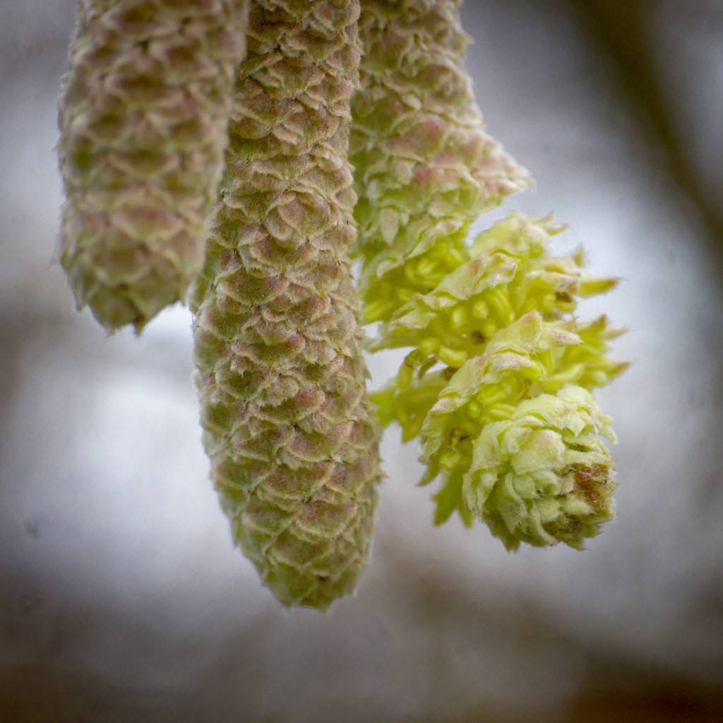 winter hazel (Corylopsis glabrescens var. gotoana) plant — close-up photo
