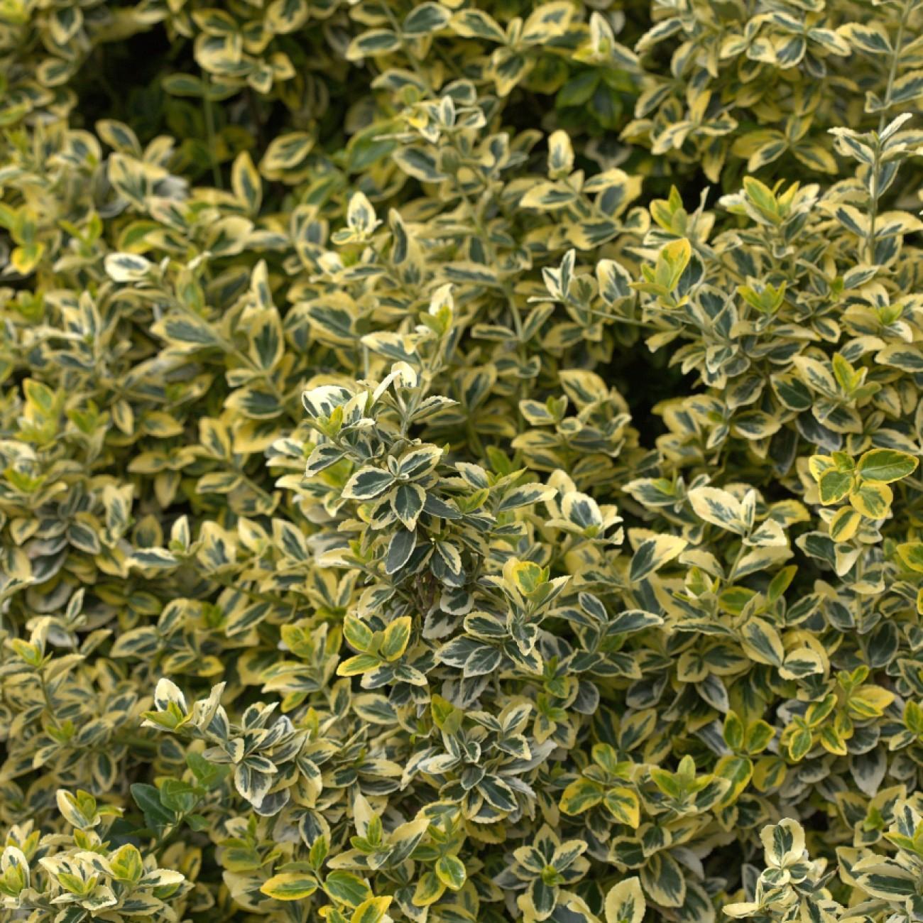 wintercreeper euonymus (Euonymus fortunei 'Emerald 'n' Gold') plant — close-up photo