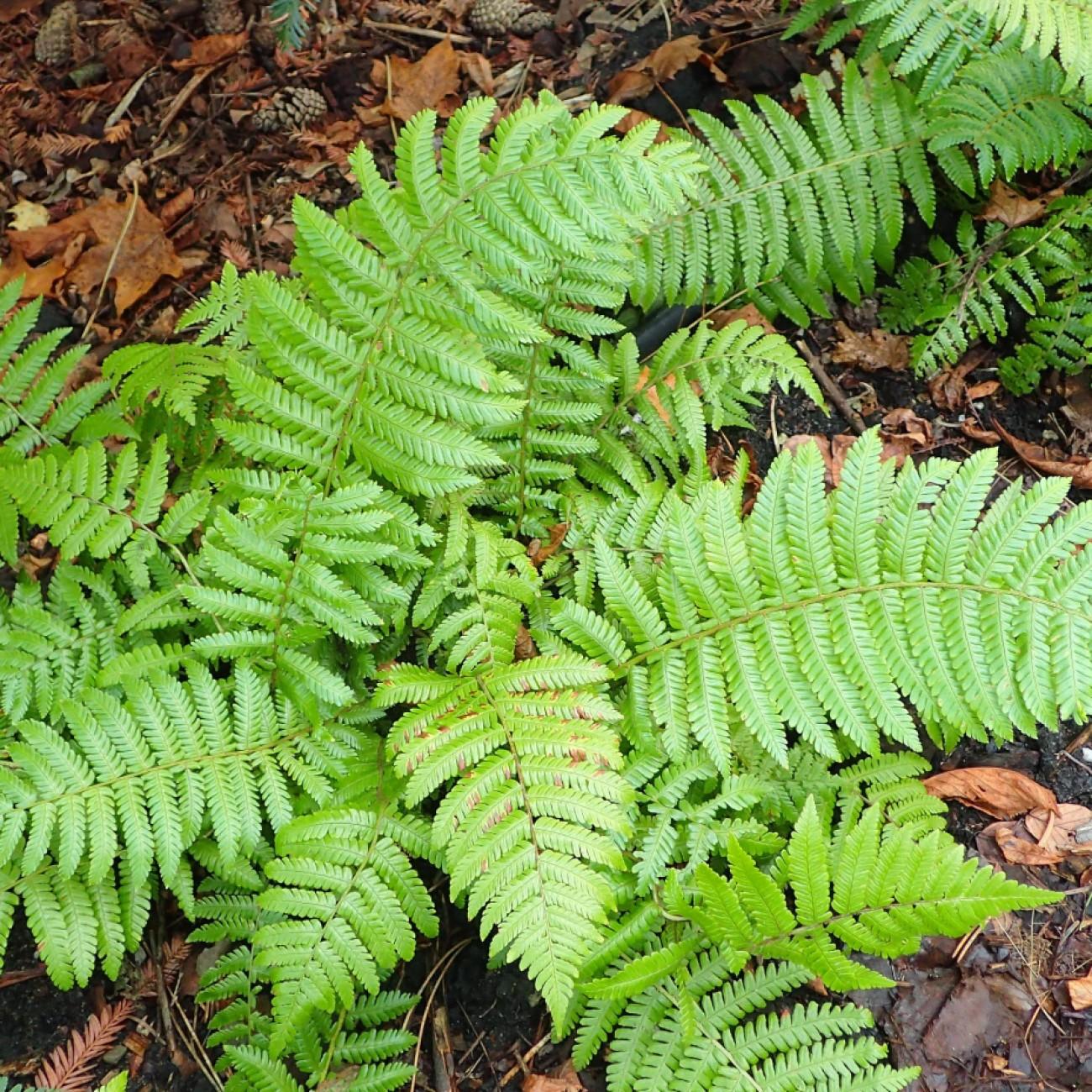 wood fern (Dryopteris crassirhizoma) plant — close-up photo