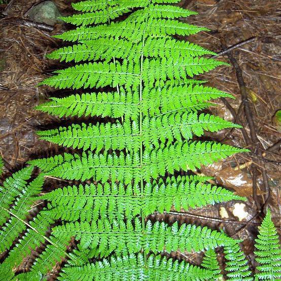 wood fern (Dryopteris carthusiana) plant — close-up photo