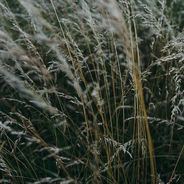 wood reed grass (Cinna arundinacea) plant — close-up photo