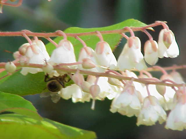 woolly white alder (Clethra tomentosa 'Cottondale') plant — close-up photo