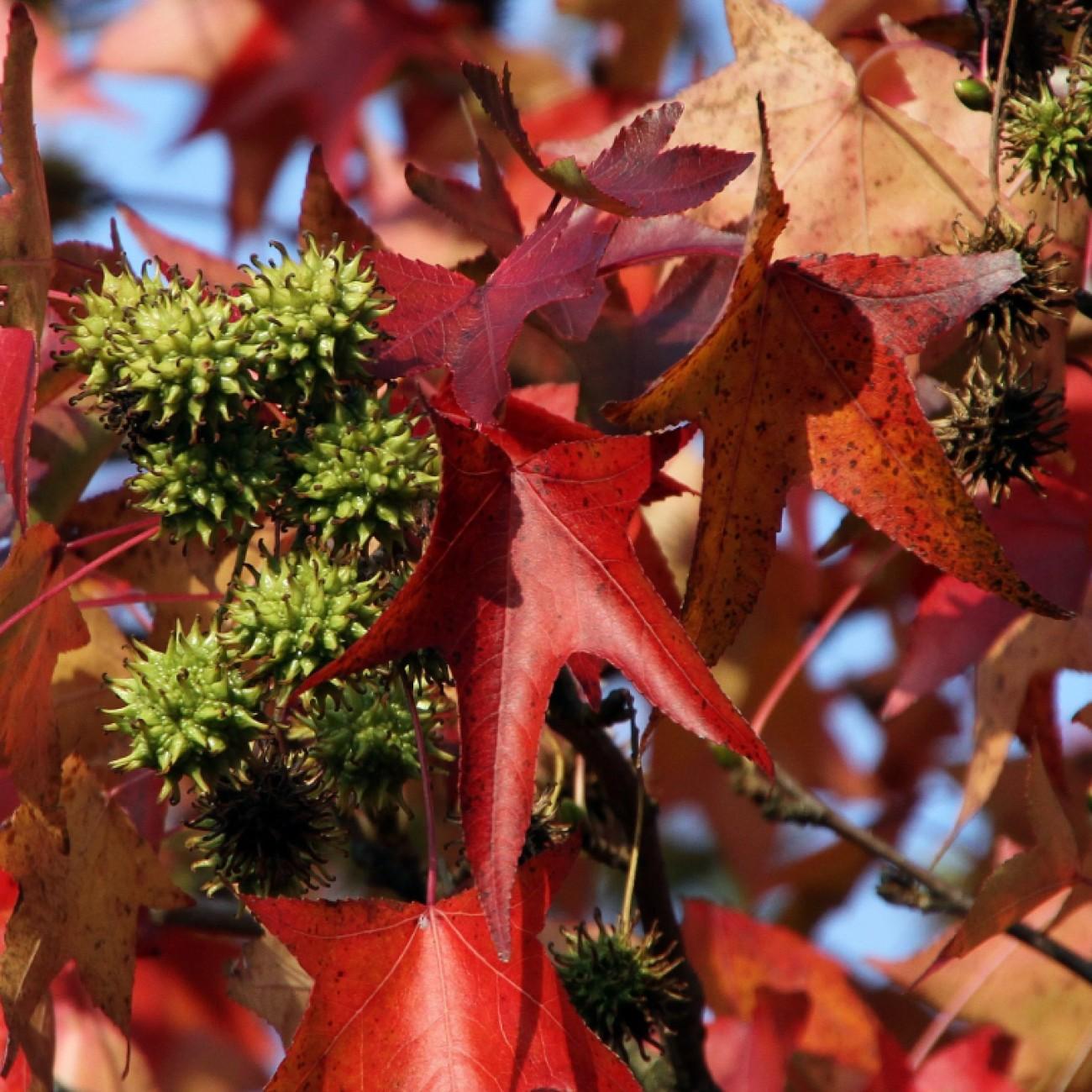 Worplesdon Sweet Gum (Liquidambar styraciflua 'Worplesdon') plant — close-up photo