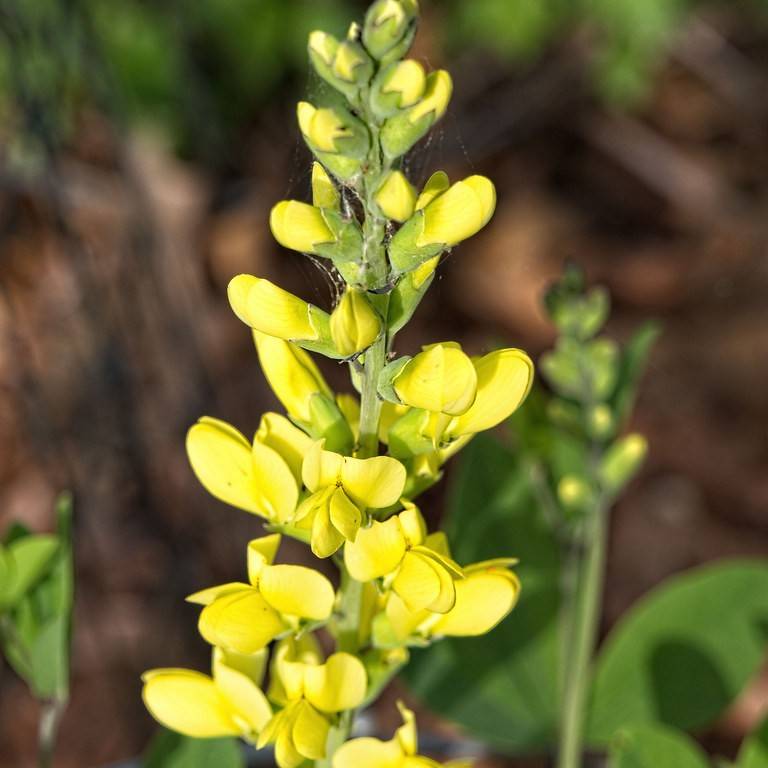 yellow wild indigo (Baptisia sphaerocarpa 'Screamin' Yellow') plant — close-up photo