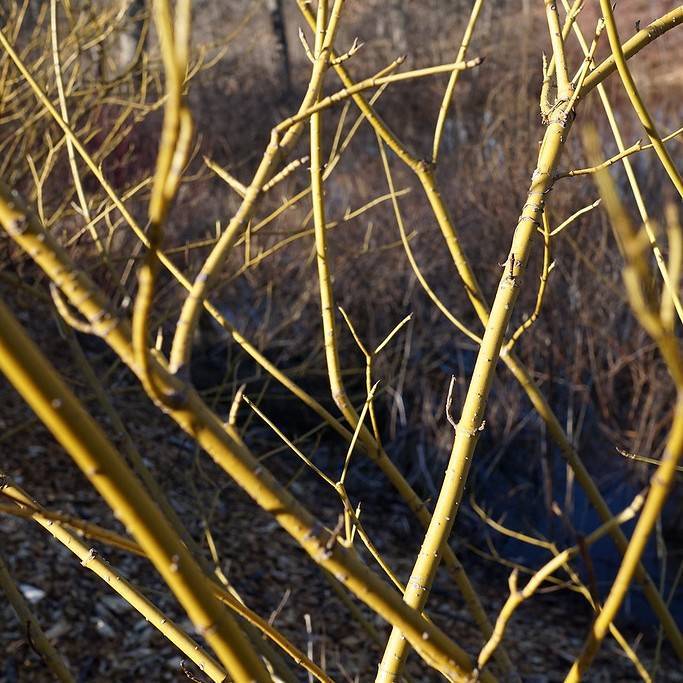 yellowtwig dogwood (Cornus sericea 'Budd's Yellow') plant — close-up photo