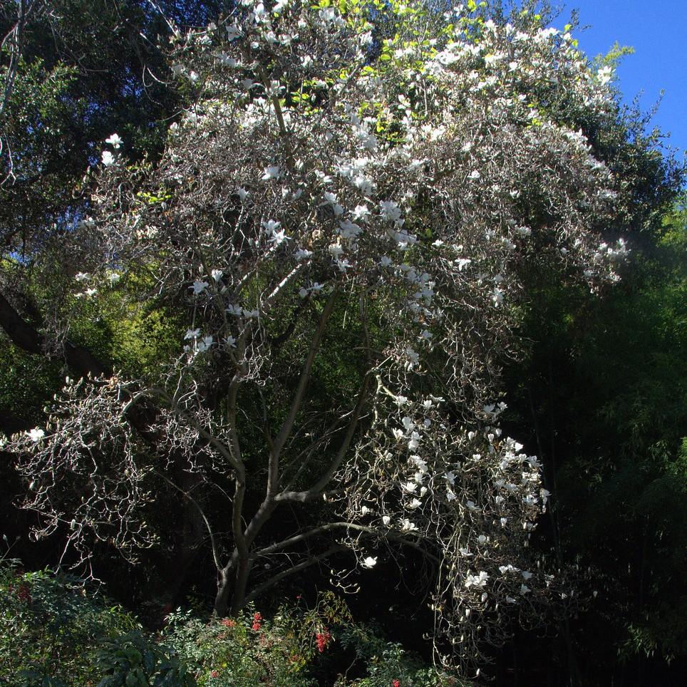 Yulan Magnolia (Magnolia denudata) plant — close-up photo